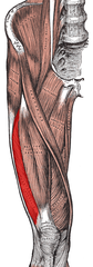 extension of leg