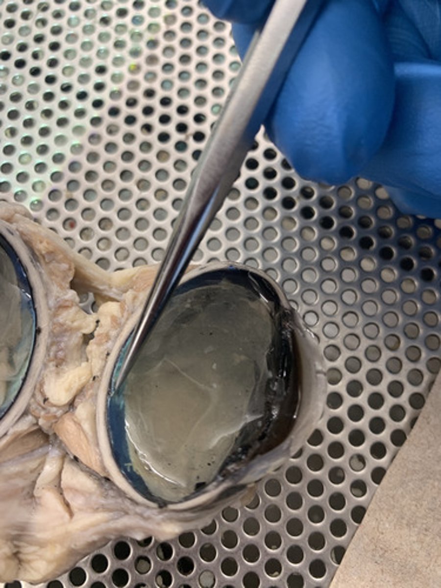 <p>middle, vascular layer of the eye, between the retina and the sclera</p>