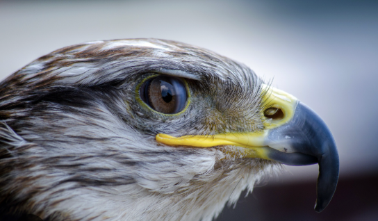 <p>Sharp, hooked beak</p>