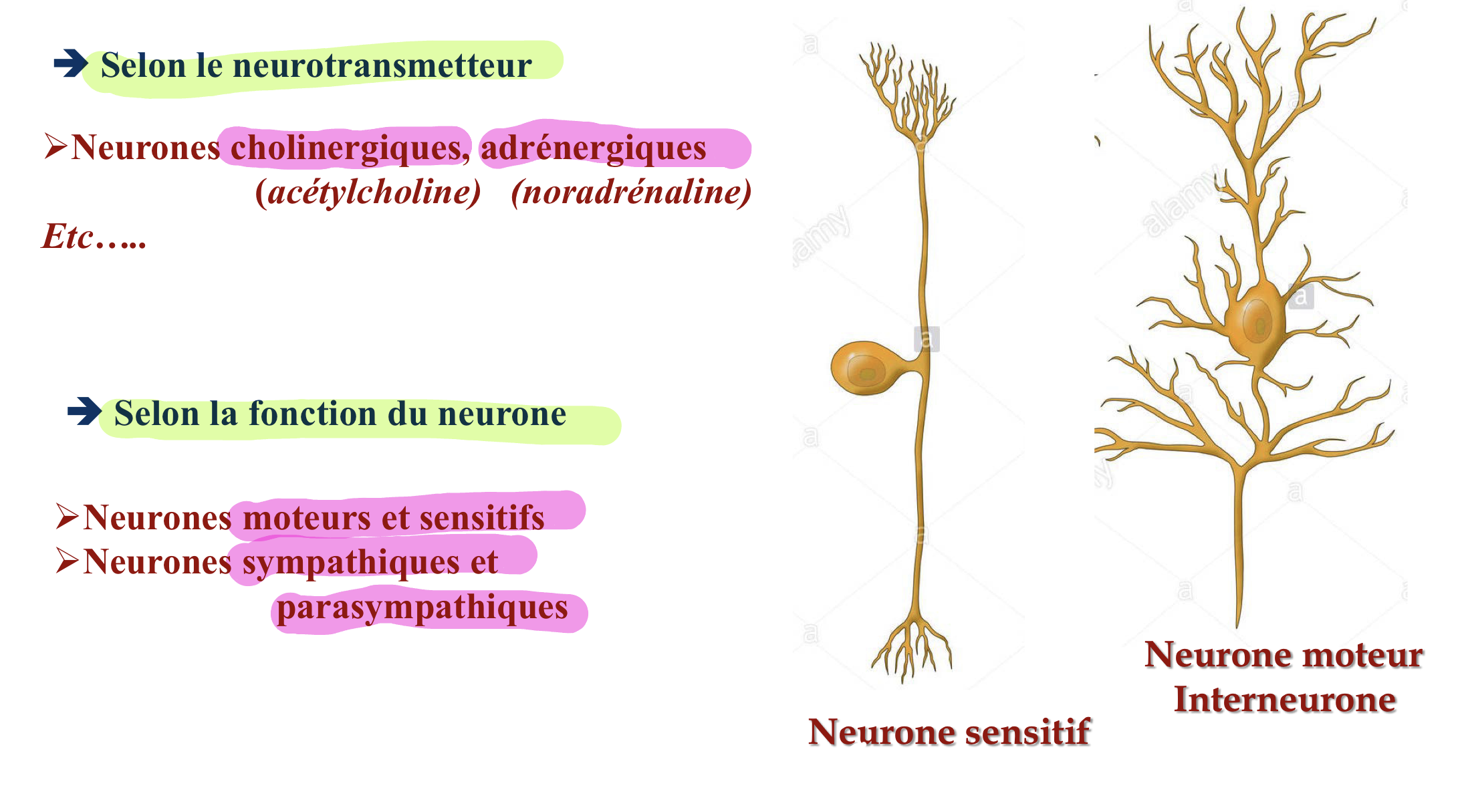 <p>selon leur neurotransmetteur</p><p>selon la fonction du neurone</p>