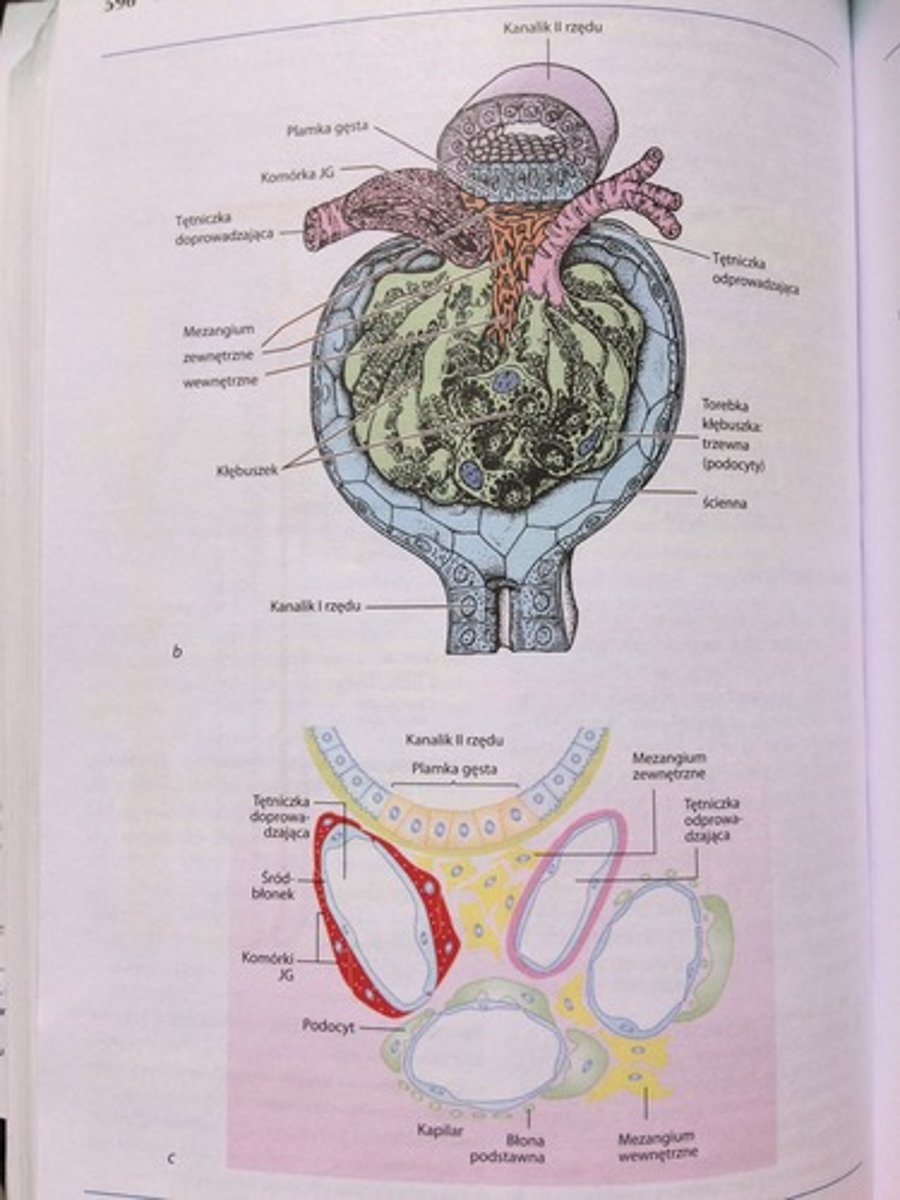 <p>średnica tętniczki doprowadzającej jest większa od średnicy tętniczki odprowadzającej, zwiększa to ciśnienie krwi w kłębuszku i przyspiesza filtrację osocza. Śródbłonek naczyń ma cienką cytoplazmę i liczne pory.</p>