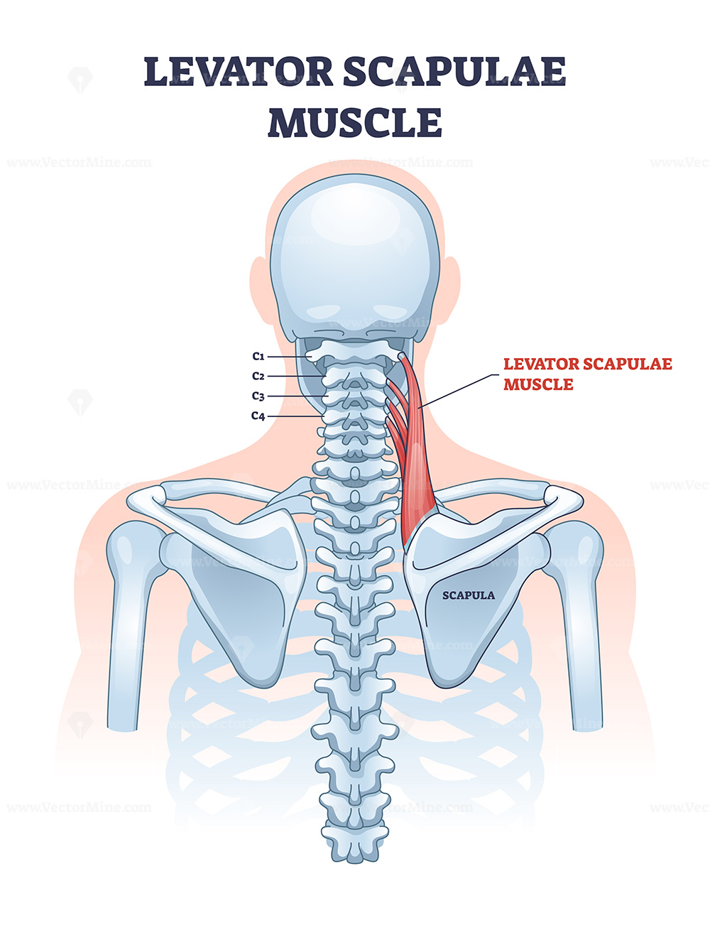 <p>Levator scapula</p>