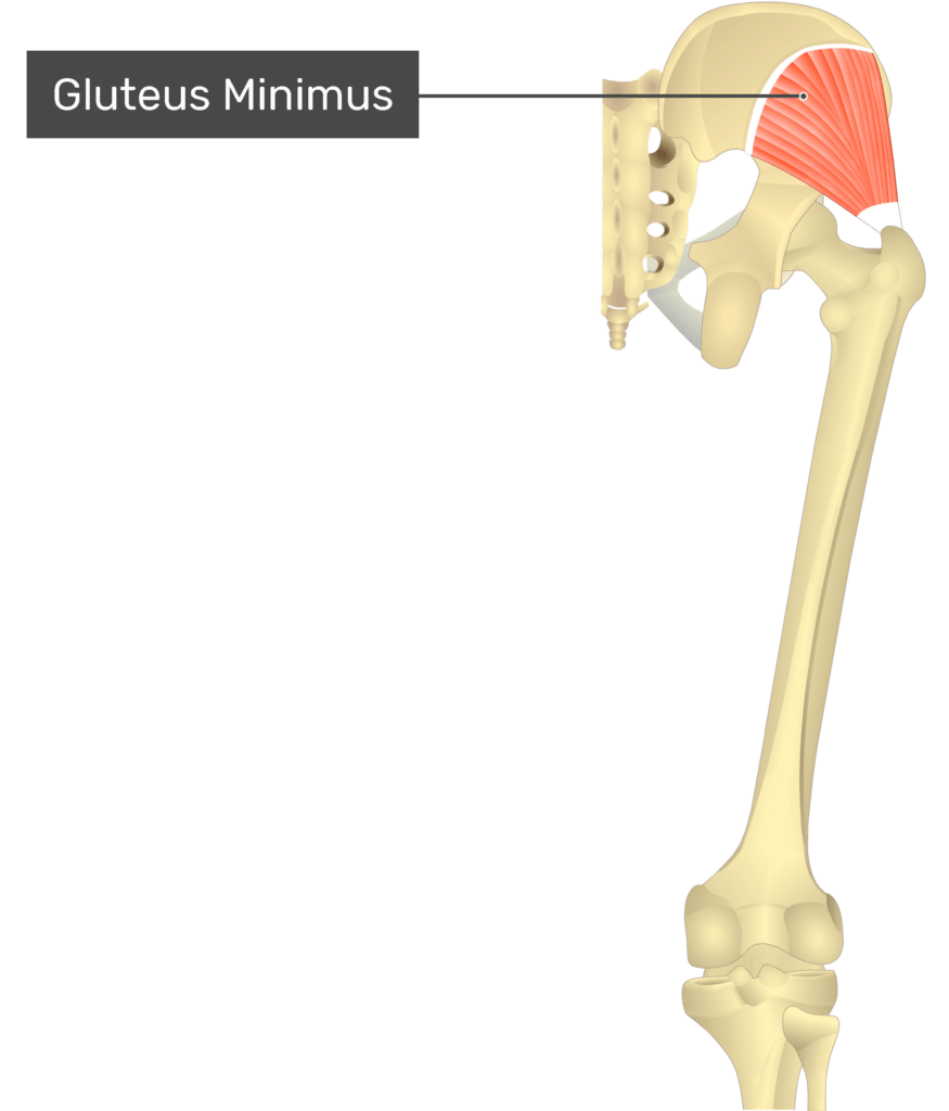 <p>Hip/Thigh Muscle Location:</p>