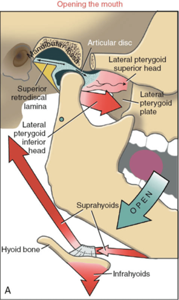 <p>Paired with Depression </p><p>bilateral </p><p>primarily lateral pterygoids </p><p>+ </p><p>- masseters</p><p>- medial pterygoids </p>