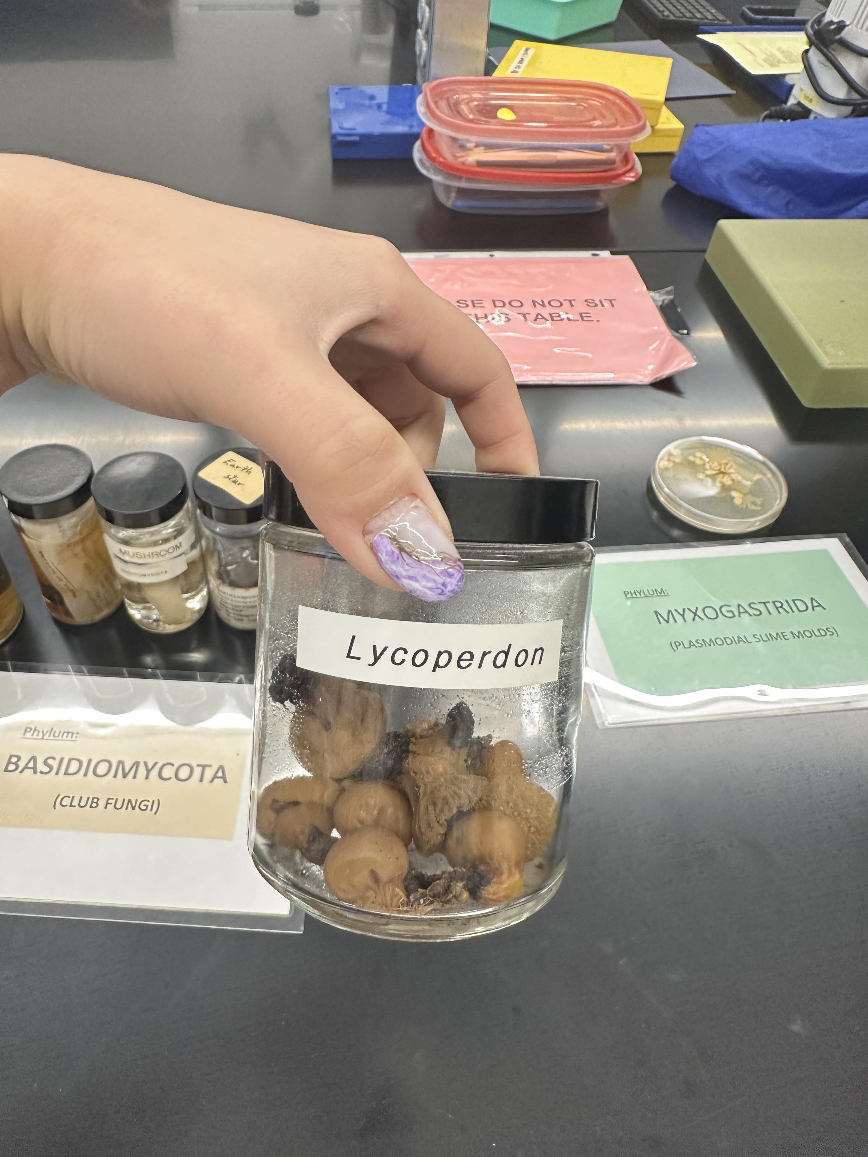 <p>Basidiomycota</p>
