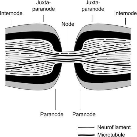 <p>Segments internodaux</p>