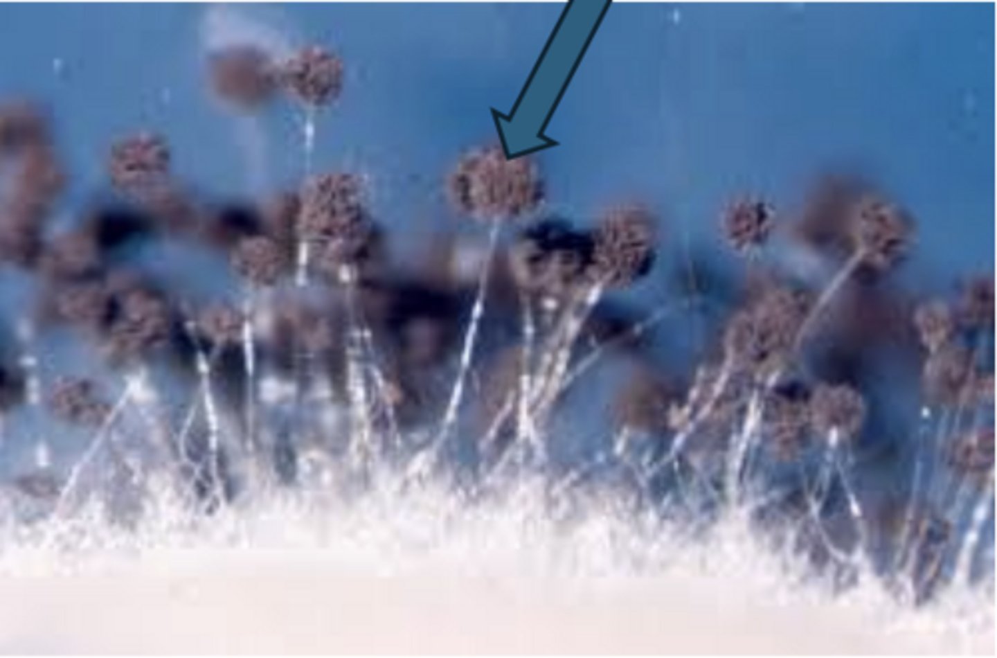 <p>condida - asexual</p>