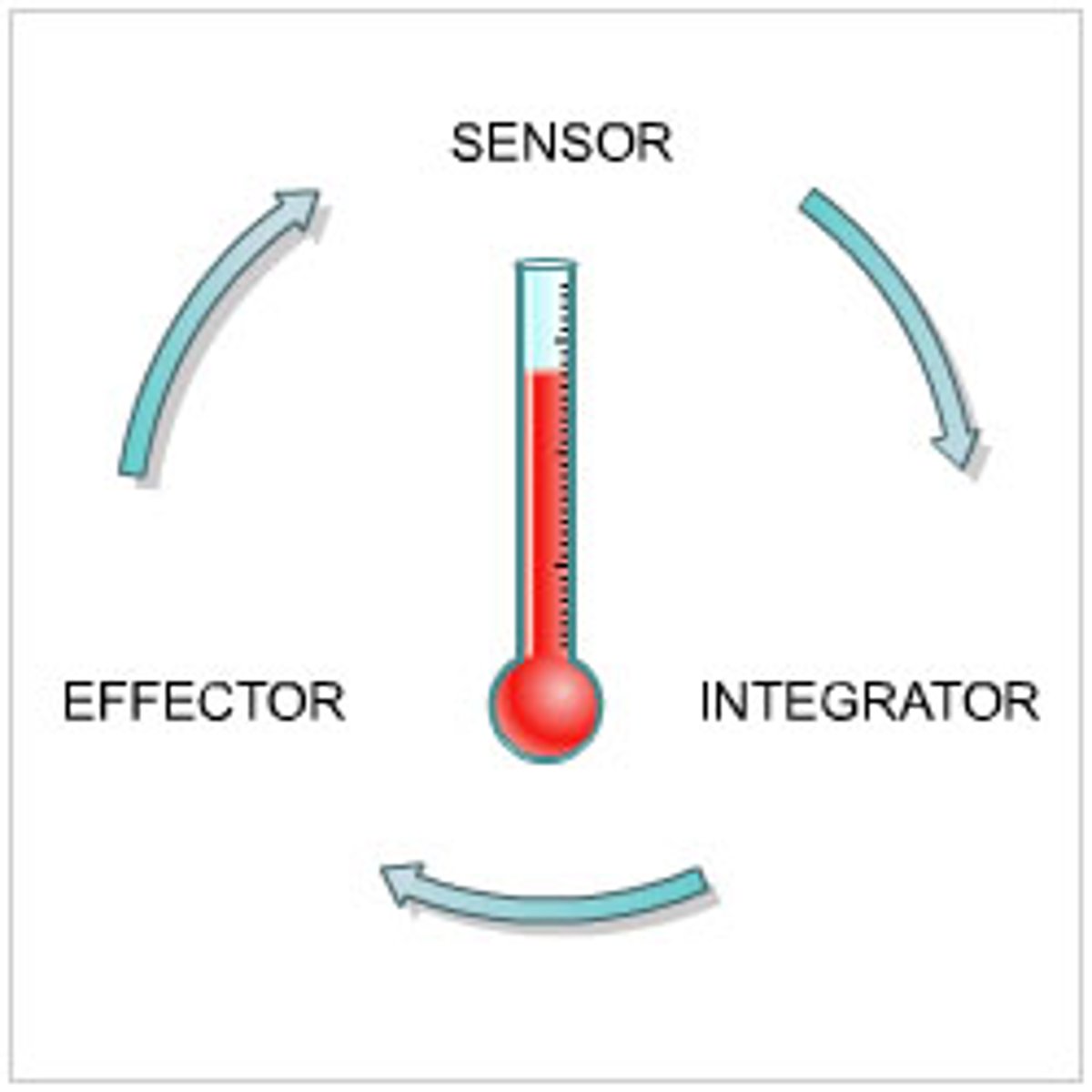 <p>-the regulation of internal conditions of a cell or organism in response to external changes in order to maintain optimum conditions for functions of enzymes and cells</p><p>-includes control of blood glucose concentration body temperature and water levels</p>