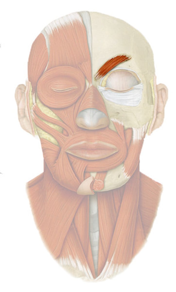 <p>Pyramid-shaped muscle of facial expression; Lies underneath the frontalis and orbicularis oculi; Draws eyebrows medially and inferiorly (in and down), produces vertical furrows between the eyes; The "frowning" muscle (Corrugator Supercilii/Superciliary); Origin = At the bridge of the nose and the orbicularis oculi; Insertion = Into the skin of the eyebrow</p>