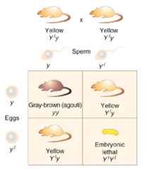 <p>alleles that cause an organism to die but only when present in homozygous condition</p>