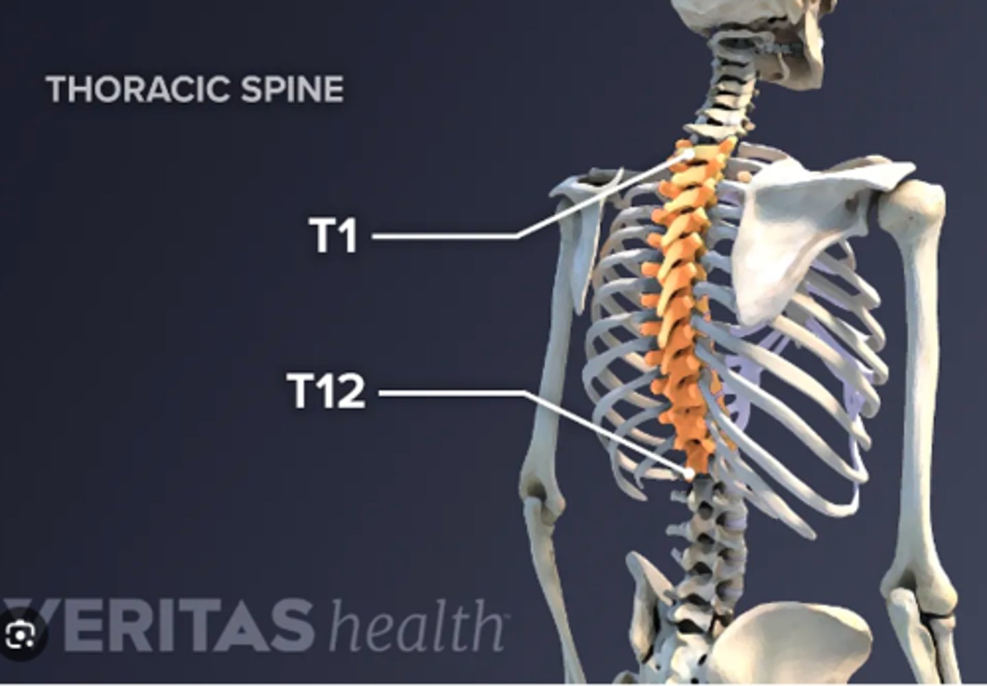 <p>Each of the twelve spinal bones to which the ribs are attached. (T1-T12)</p>