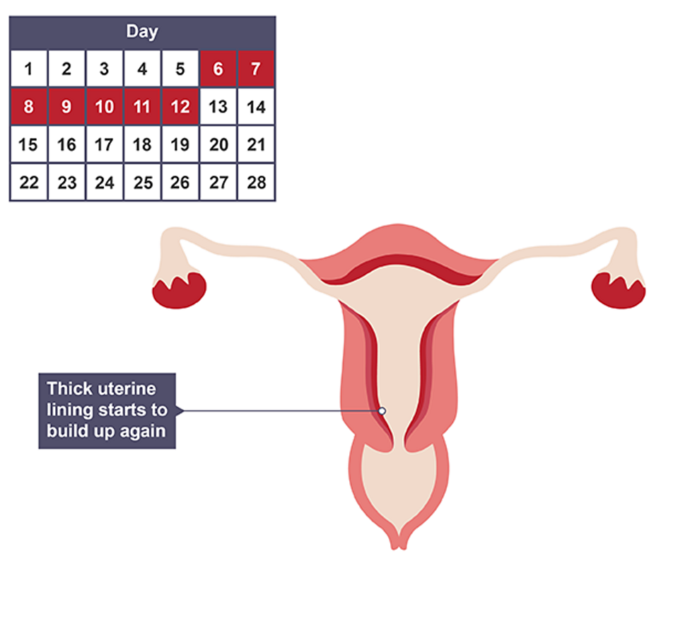 <p>Oestrogen increases, repairing uterus lining and its initial buildup</p>