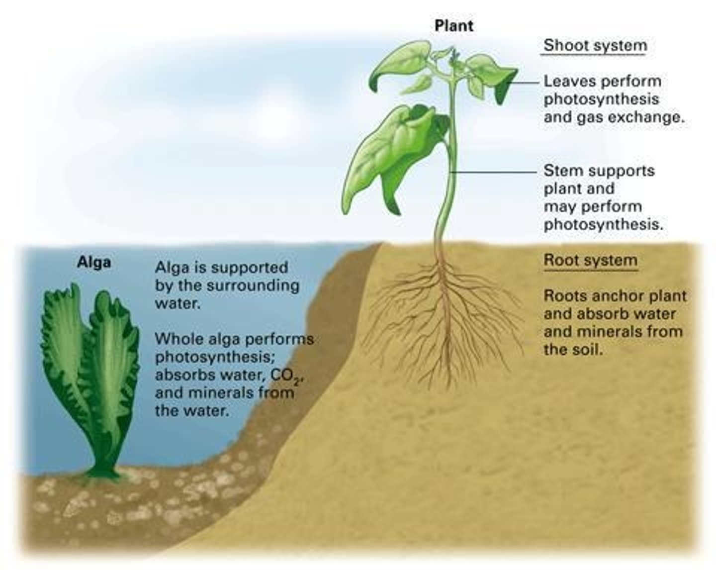 <p>The development of vascular tissues.</p>