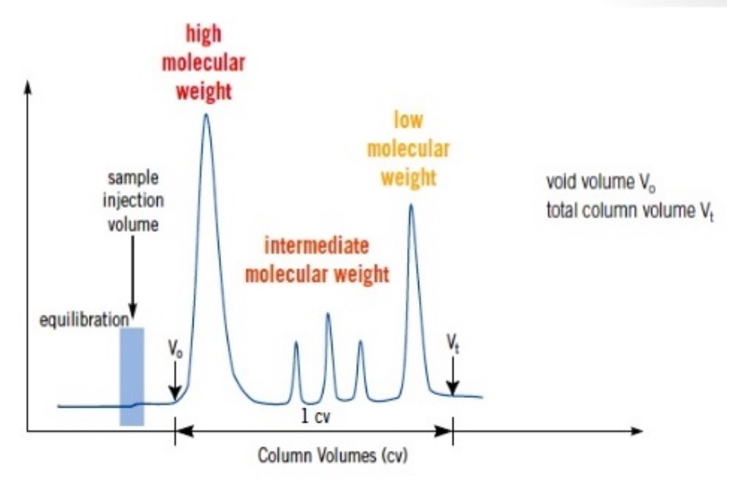 In the size exclusion lab, your peptide was not colored. How can you determine which fractions eluted from the column contain the purified peptide (choose one)?

* Keep them all and get NMR of each sample.
* Keep them all and get MS of each sample.
* Taste them.
* UV-Vis to detect any molecules that absorb in the UV-Vis region.