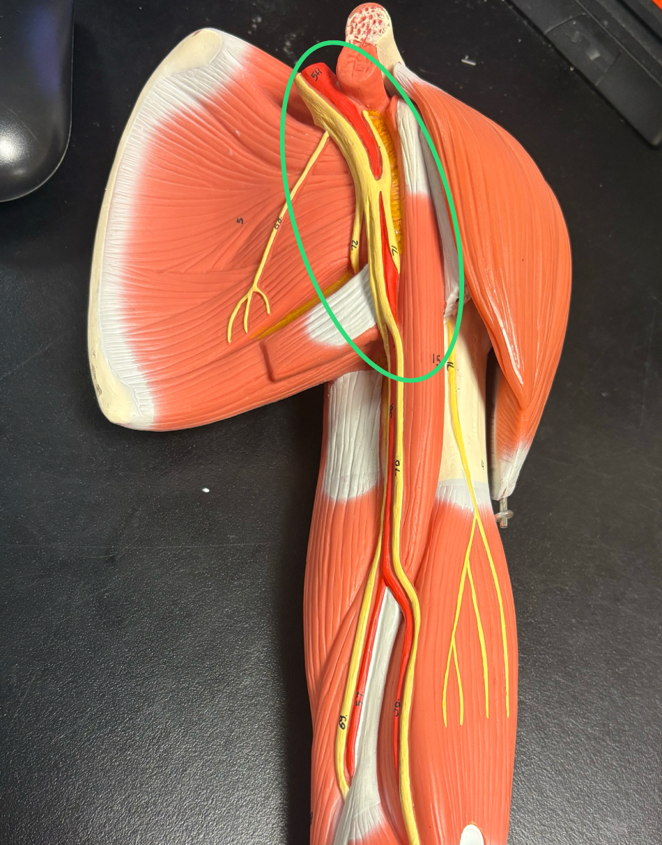 <p>runs in armpit region </p><ul><li><p>subclavian a. becomes this once it crosses lateral border of 1st rib </p></li></ul><p></p>