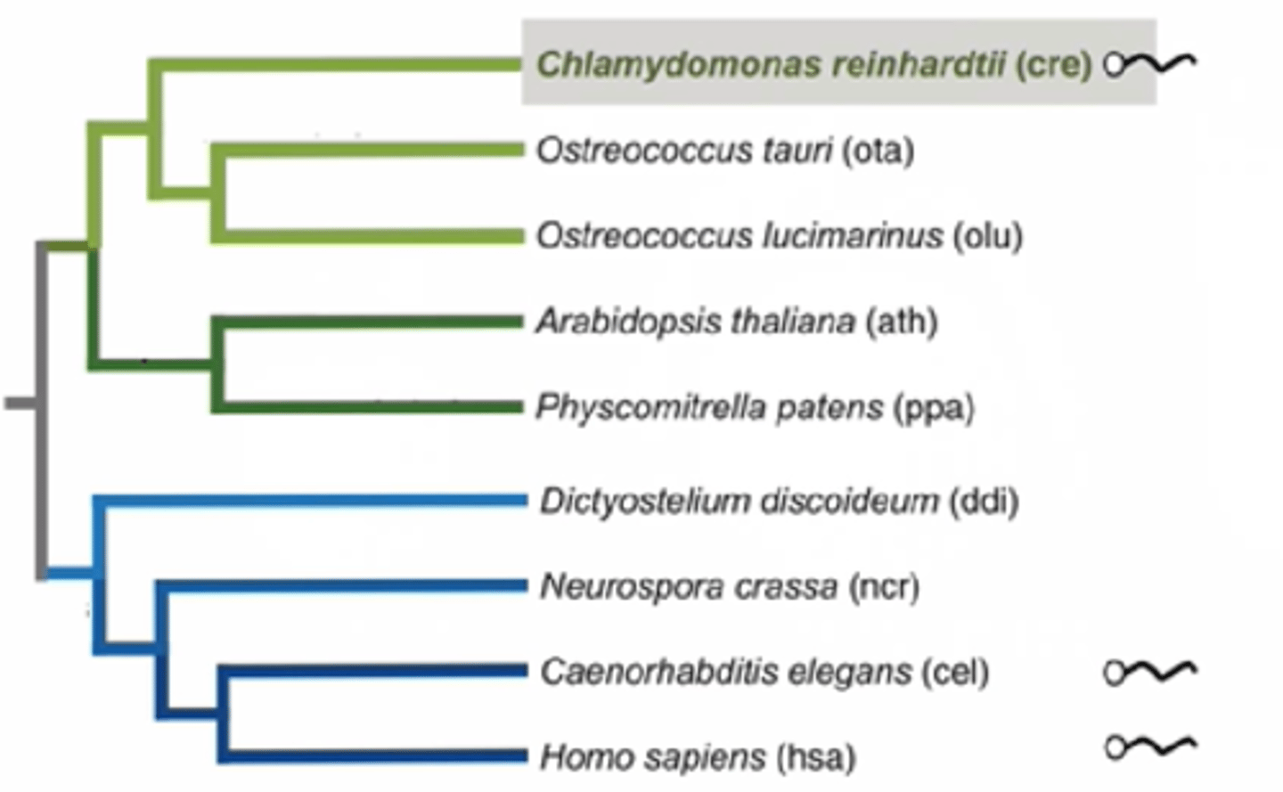 <p>-Evolutionary relationship between chlammy and other species</p><p>-Chlammy (algae) is related to plants (diverged a billion years ago) since both have chloroplasts and are photosynthetic</p><p>-chlamy and humans both have flagella (cilia in humans), plants don't have flagellum, meaning that they evolved to lose flagellum, meaning that the common ancestor possessed flagellum</p>