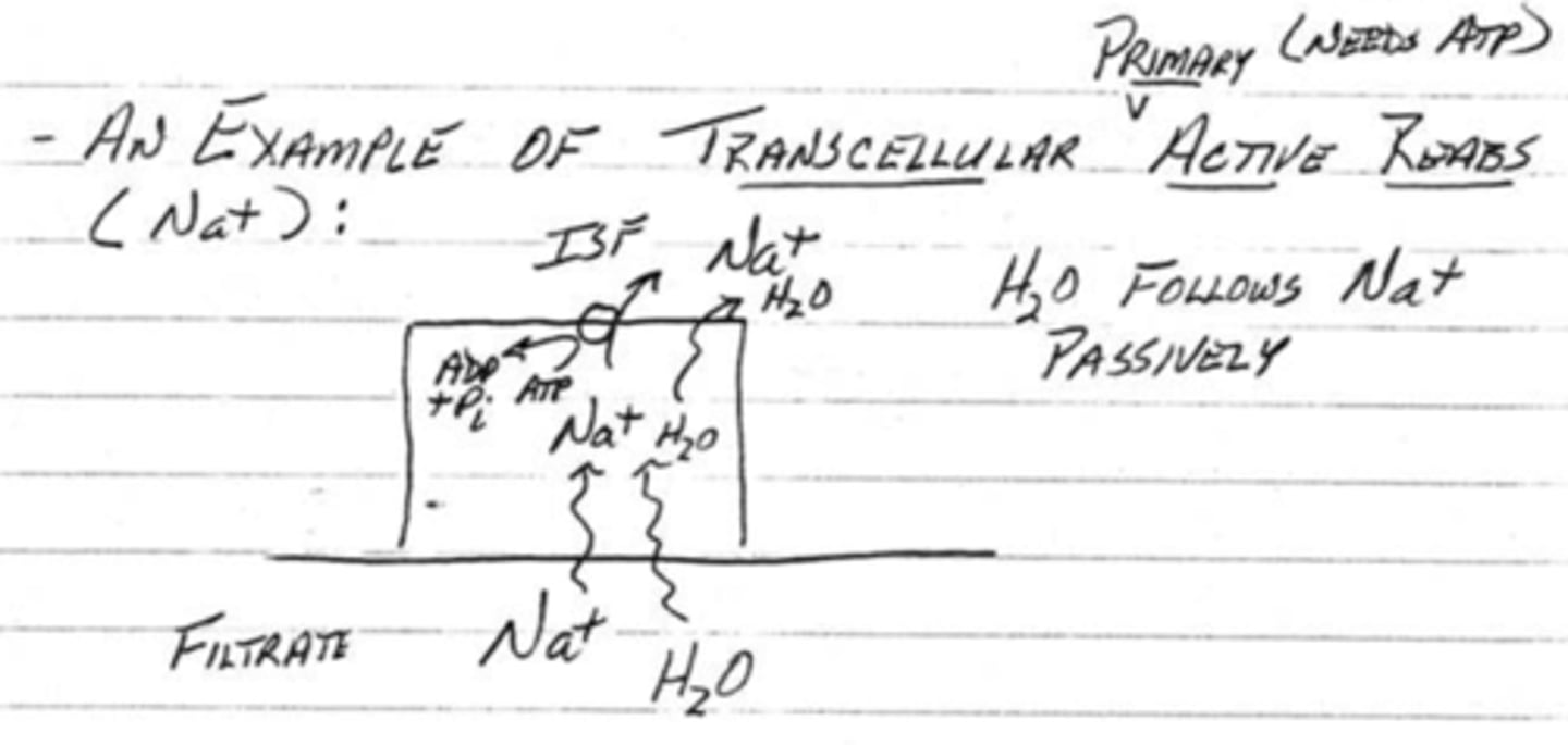 <p>1. sodium and water are able to diffuse through the abluminar cell</p><p>2. once inside the cell, the sodium will need an ATP pump in order to be removed out of the cell and into the plasma/ISF</p><p>3. water will then passively diffuse out of the cell because it follows the sodium;</p><p>this is a primary active transport</p>