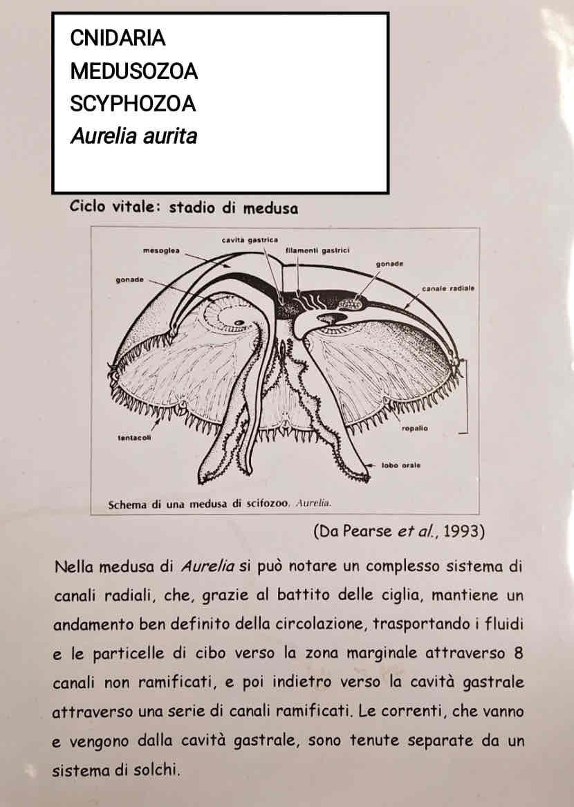 <p>Medusozoa</p><p>Scyphozoa</p><p><em>Aurelia aurita</em> (adulto)</p>