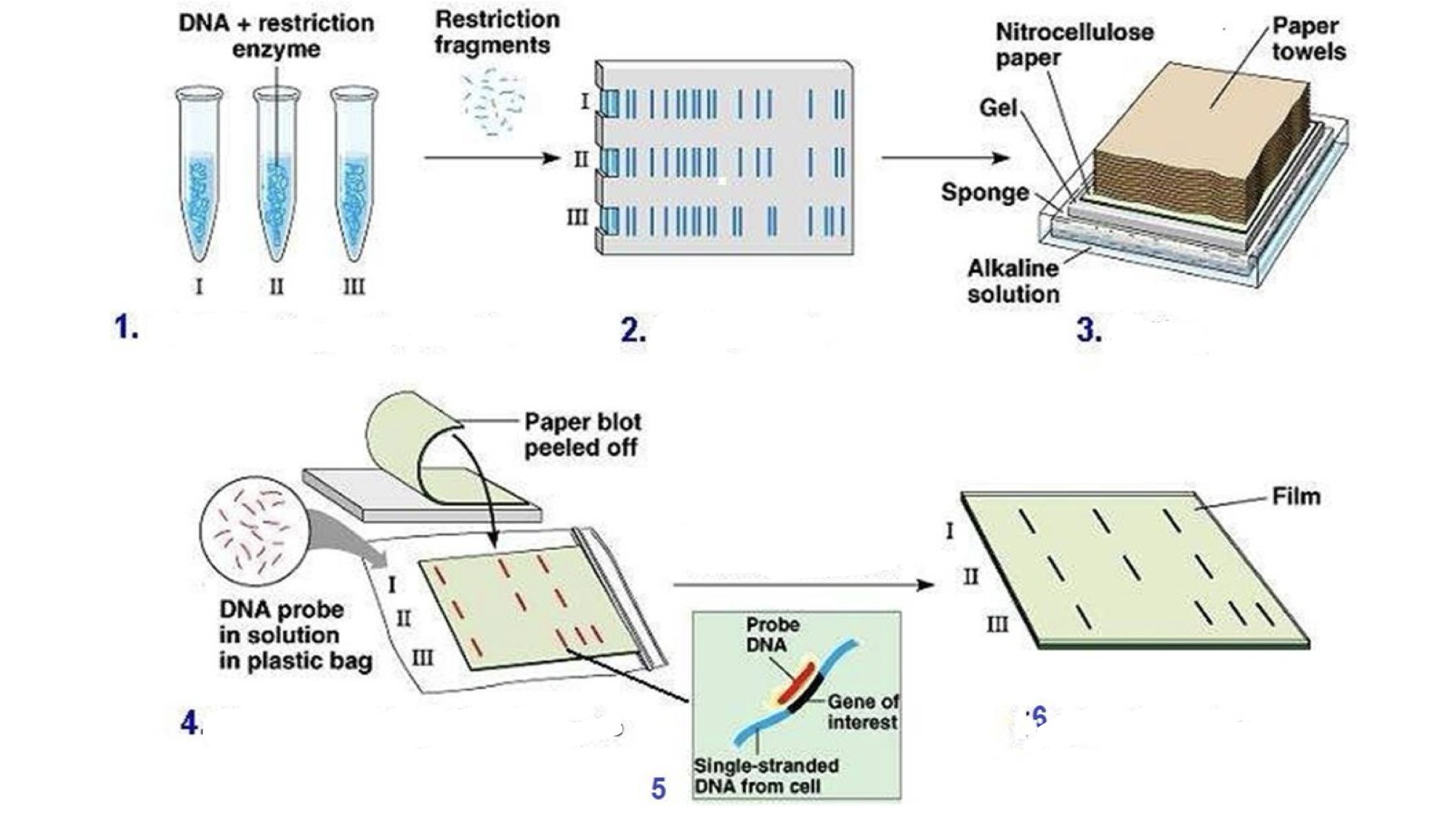 <p>A- identified the molecular techniques here</p><p>B - What is its steps</p><p>C- used for what</p><p>D- give other examples of same molecular technique</p>