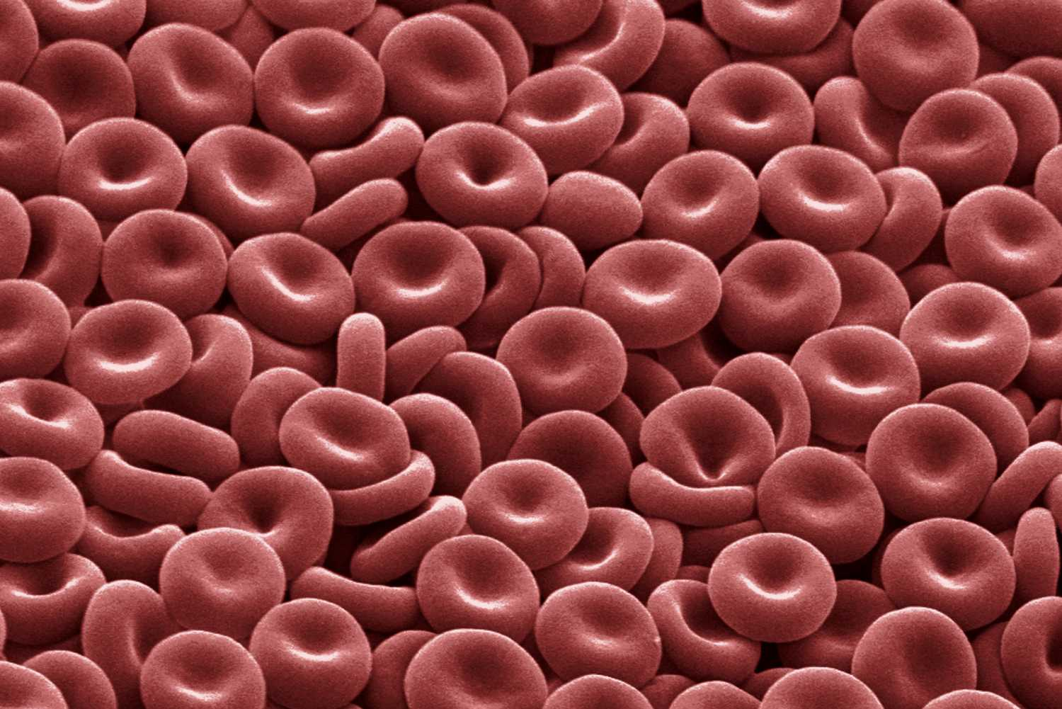 <p>Cells that contain hemoglobin to carry oxygen in the blood. </p><p>Smooth - easily passes through vessels</p><p>Concave shape - to increase surface area so more oxygen can be transported</p><p>No nucleus or membranes - to maximize space for oxygen; thinning of the cell</p>