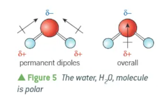 <ol start="2"><li><p>the 2 O-H bonds are permanent dipoles</p></li><li><p>the 2 dipoles act in different directions (but not directly opposite!) </p></li></ol><p></p><p>overall, the oxygen end of the molecules has a δ- charge, and the hydrogen has a δ+ charge. </p><p></p>