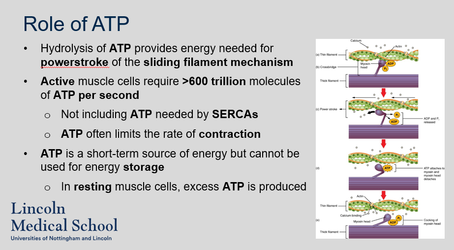 <p>Hydrolysis of ATP provides energy needed for powerstroke of the sliding filament mechanism. Active muscle cells require &gt;600 trillion molecules of ATP per second. Not including ATP needed by SERCAs. ATP often limits the rate of contraction. ATP is a short-term source of energy but cannot be used for energy storage. In resting muscle cells, excess ATP is produced</p>