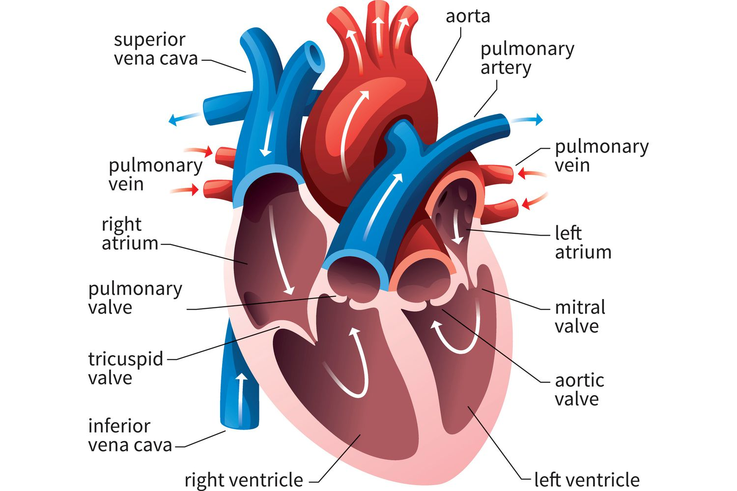 <ul><li><p>Atria</p><ul><li><p>top chambers (right and left, swapped)</p></li></ul></li><li><p>Ventricles</p><ul><li><p>bottom chambers (right and left, swapped).</p></li></ul></li></ul>