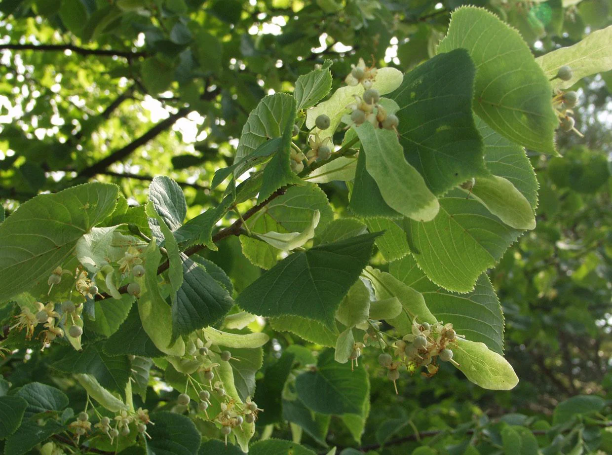 <p>Puistolehmus</p>