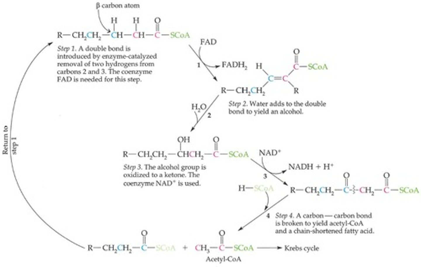 <p>Metabolic pathway for fatty acid catabolism.</p>