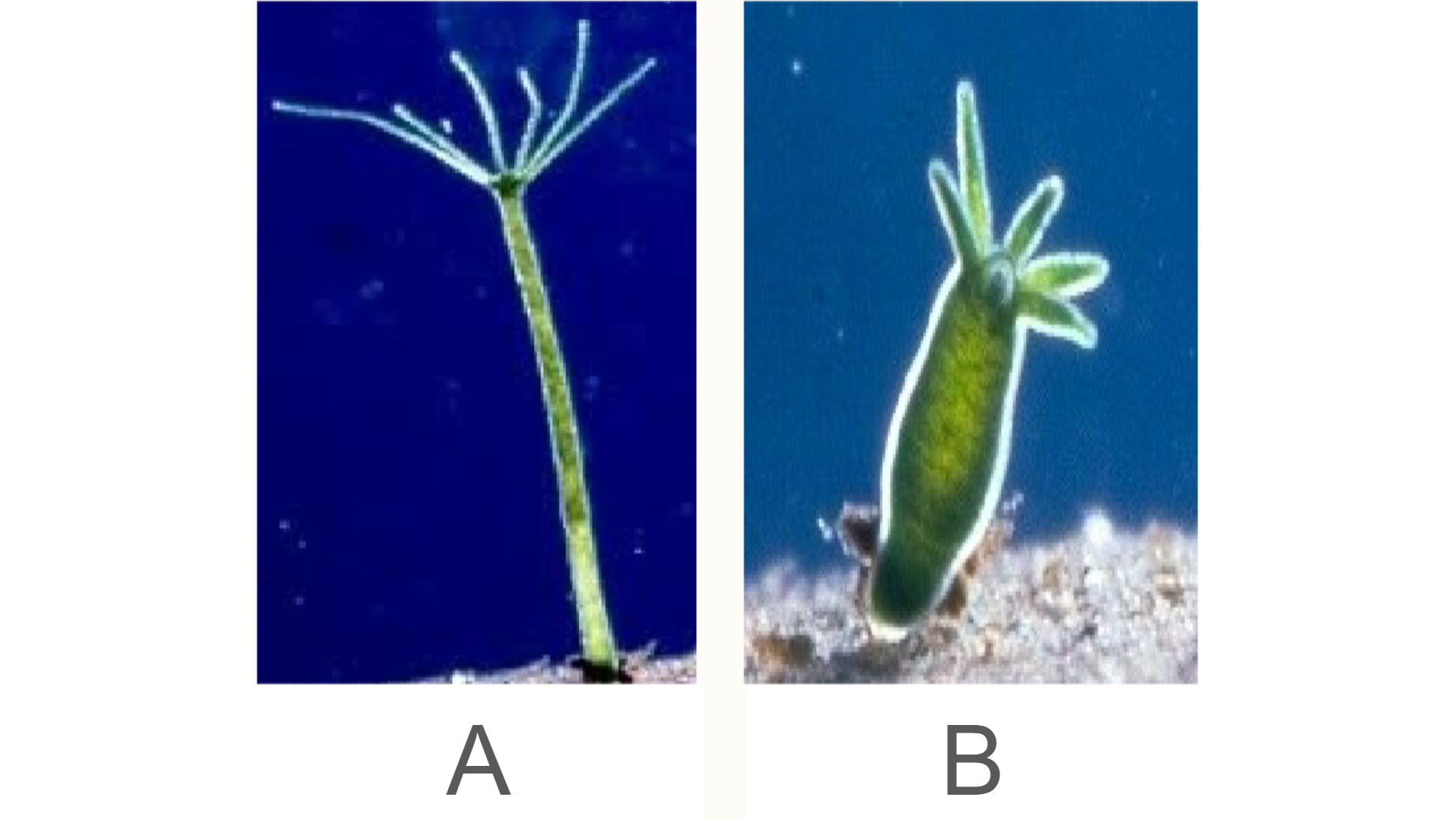 <p>Is Hydra A expanded or contracted?</p>