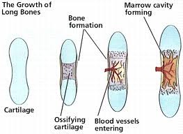 <ul><li><p><span>is the process of bone tissue formation and includes formation of bony skeleton in embryos</span></p></li><li><p><span>growth of bones during childhood &amp; adolescence</span></p></li><li><p><span>remodelling/repair of bones in adults</span></p></li></ul><p></p>