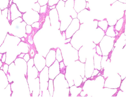<p>What type of tissue is this?</p>
