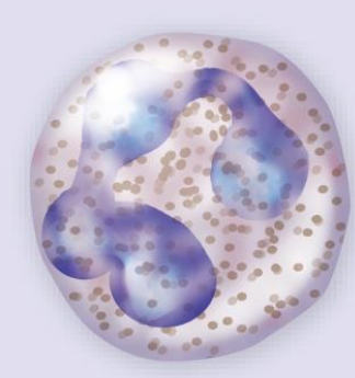 <p><span>Granulocytes – Neutrophil</span></p>