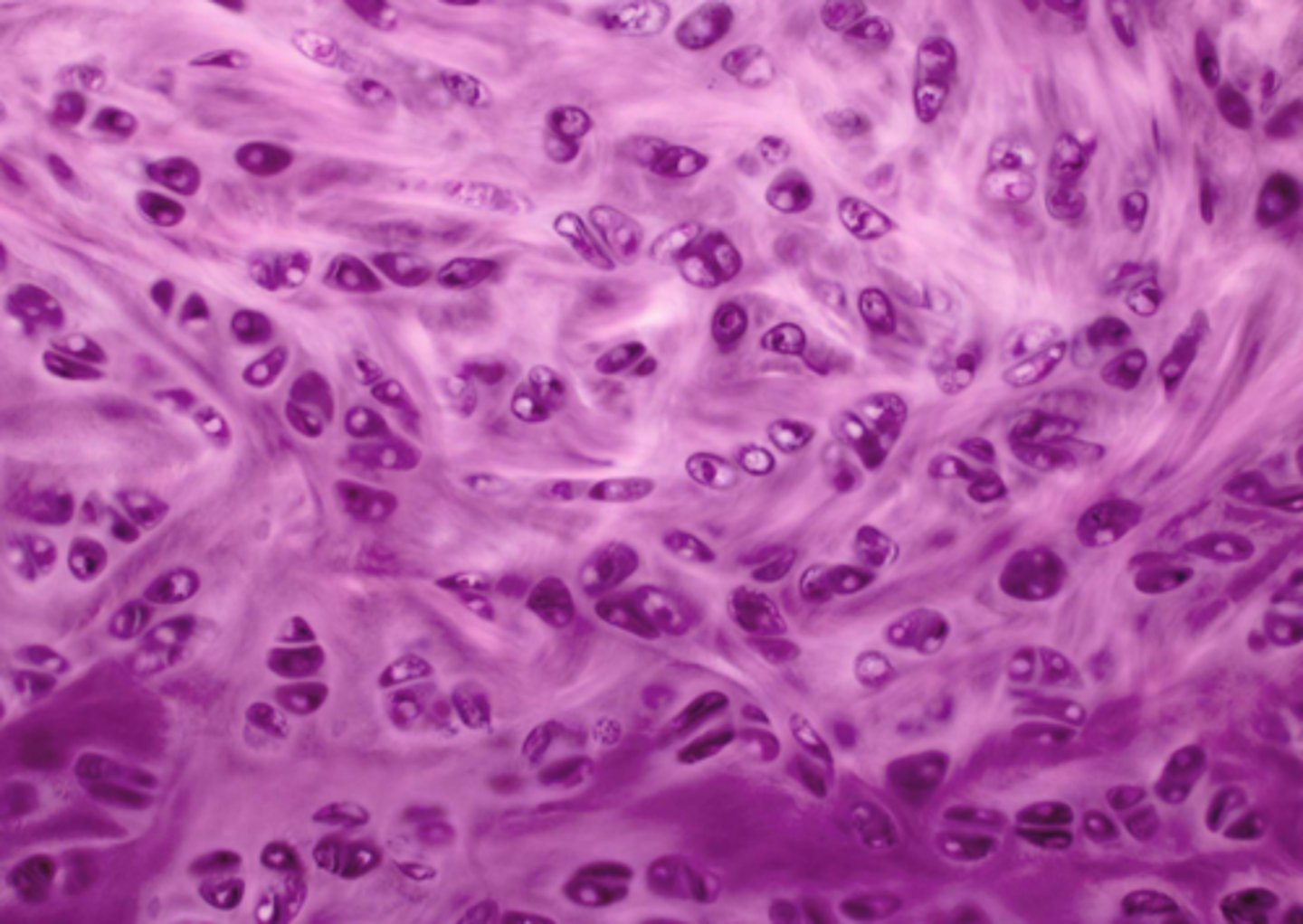 <p>name the tissue</p>