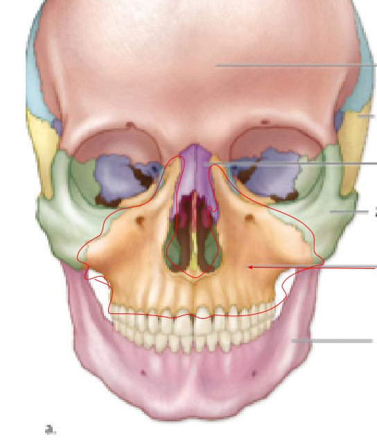 <p>Name the bone:</p>