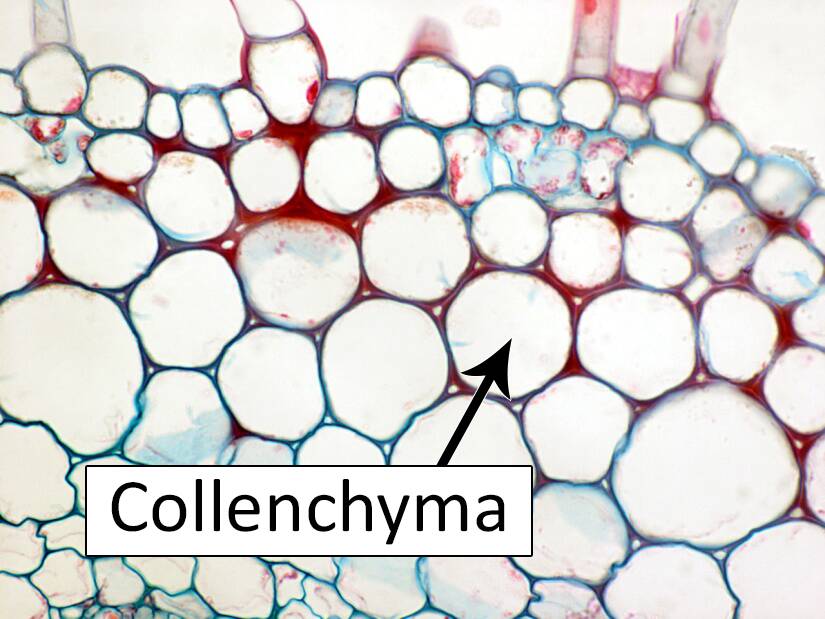 <ul><li><p>thickened primary cell wall (more cellulose)</p></li><li><p>supports epidermis (near vasculature)</p></li><li><p>in celery</p></li></ul>
