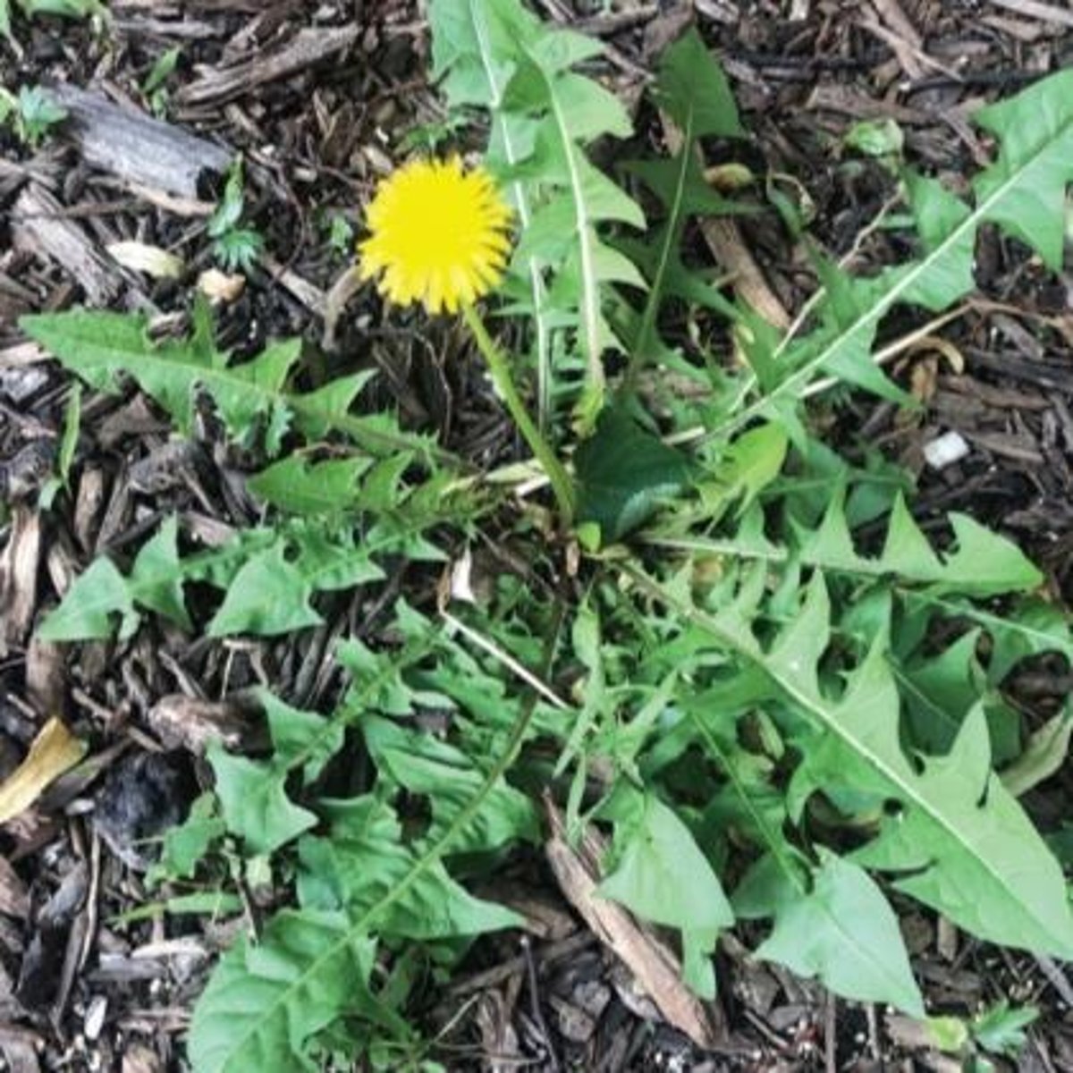 <p>Dandelion (Taraxacum officinale).</p>