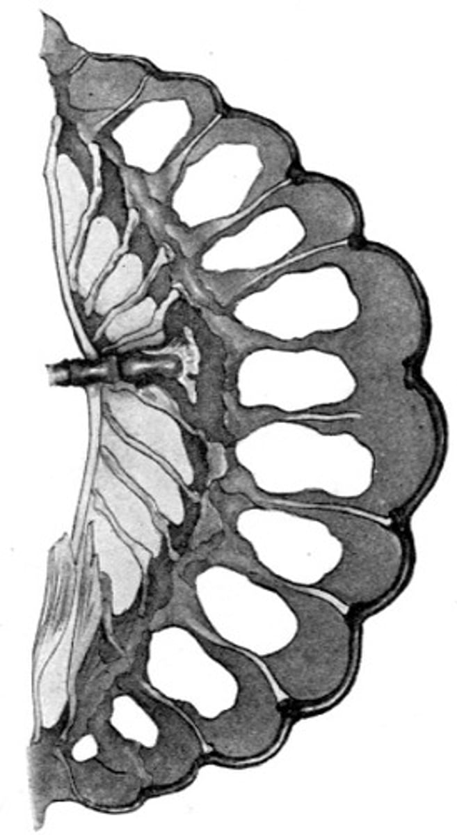 <p>"bridge tail" no hypural plate</p><p>Dorsal and anal fins have grown around</p><p>posterior end of fish</p><p>-not true caudal fin</p>