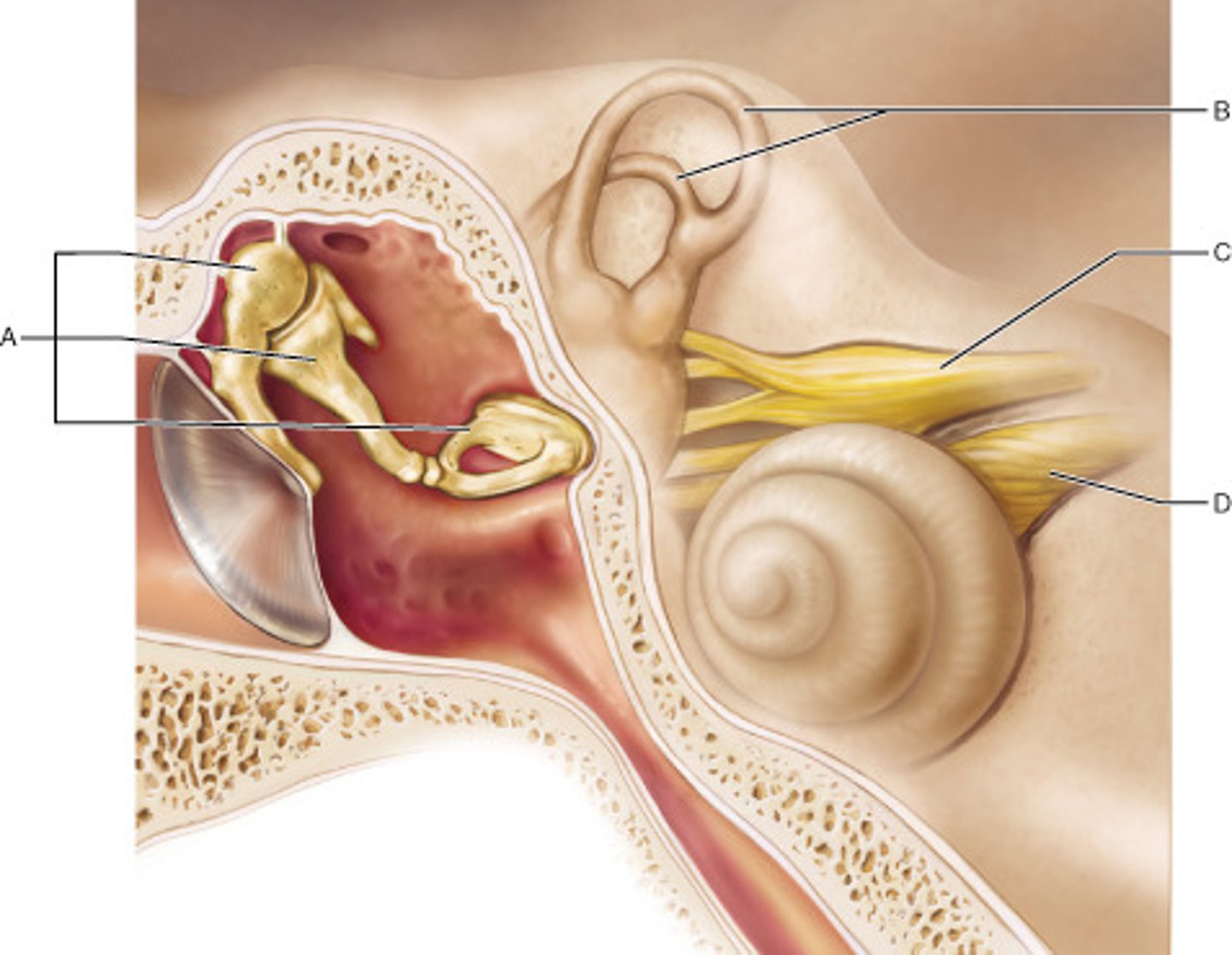 <p>malleus, incus, stapes</p>