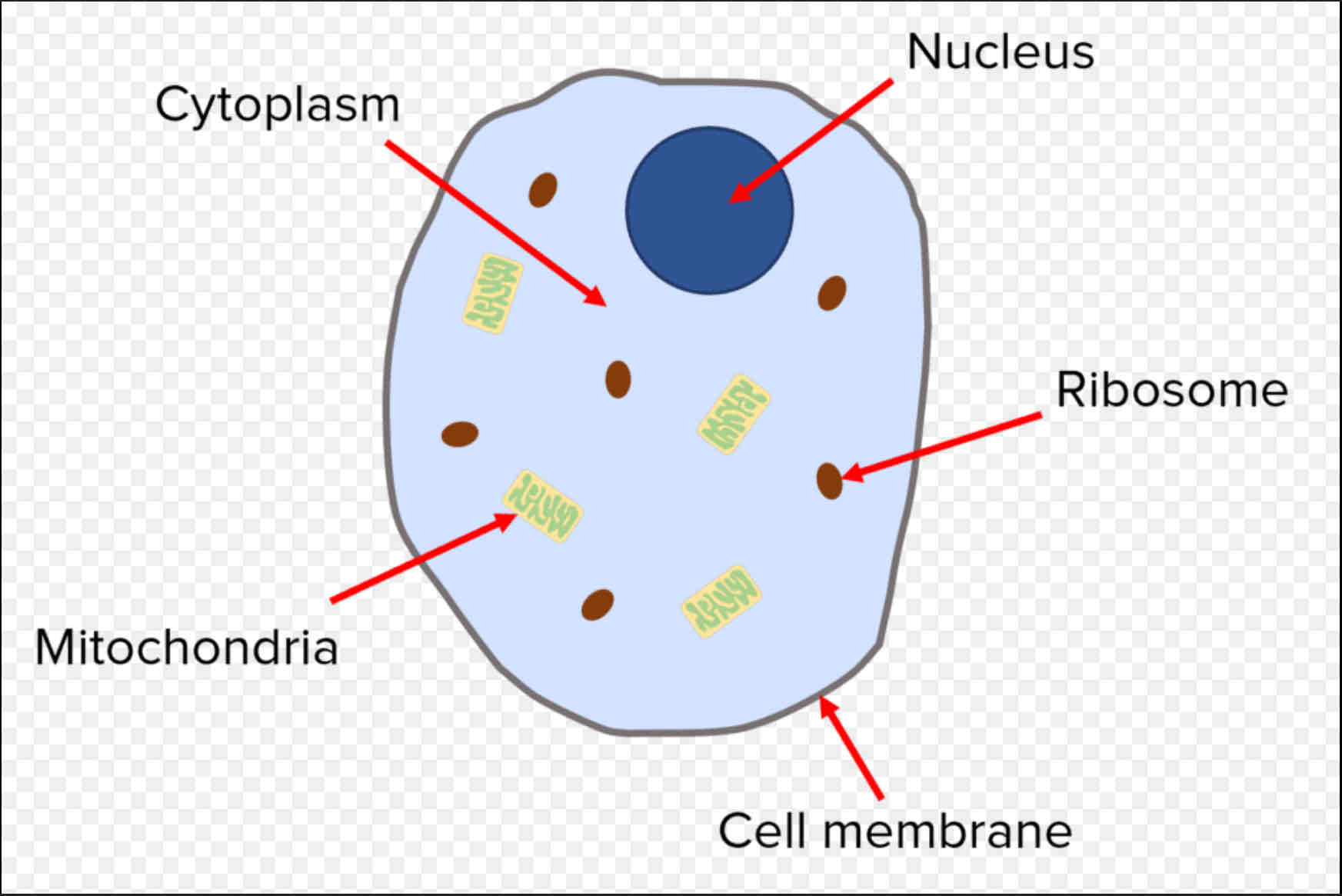 <p>★ Cell membrane ★ Cytoplasm ★ Nucleus ★ Mitochondria ★ Ribosomes</p>