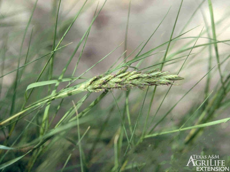 Inland saltgrass