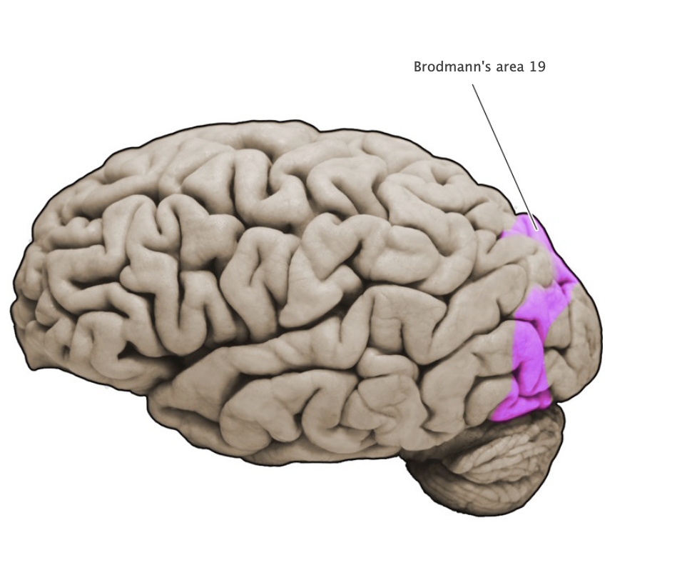 <p>Brodmann's area 19</p>