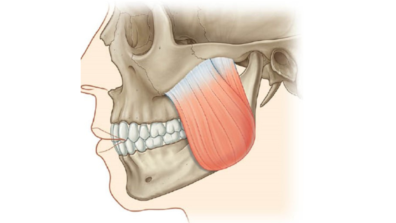 <p>What muscle is this?</p>