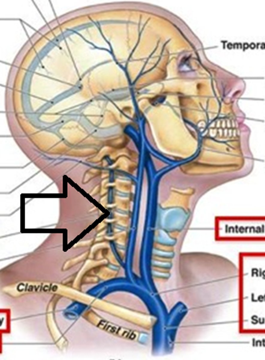 <p>Area drained: Neck</p><p>Drains into: Subclavian vein</p><p>Relationship: Passes through the transverse foramen of the cervical vertebrae</p>