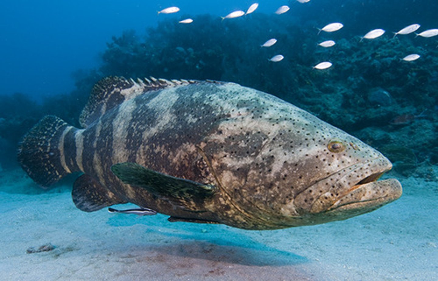 <p>Present on slow, powerful swimmers</p>