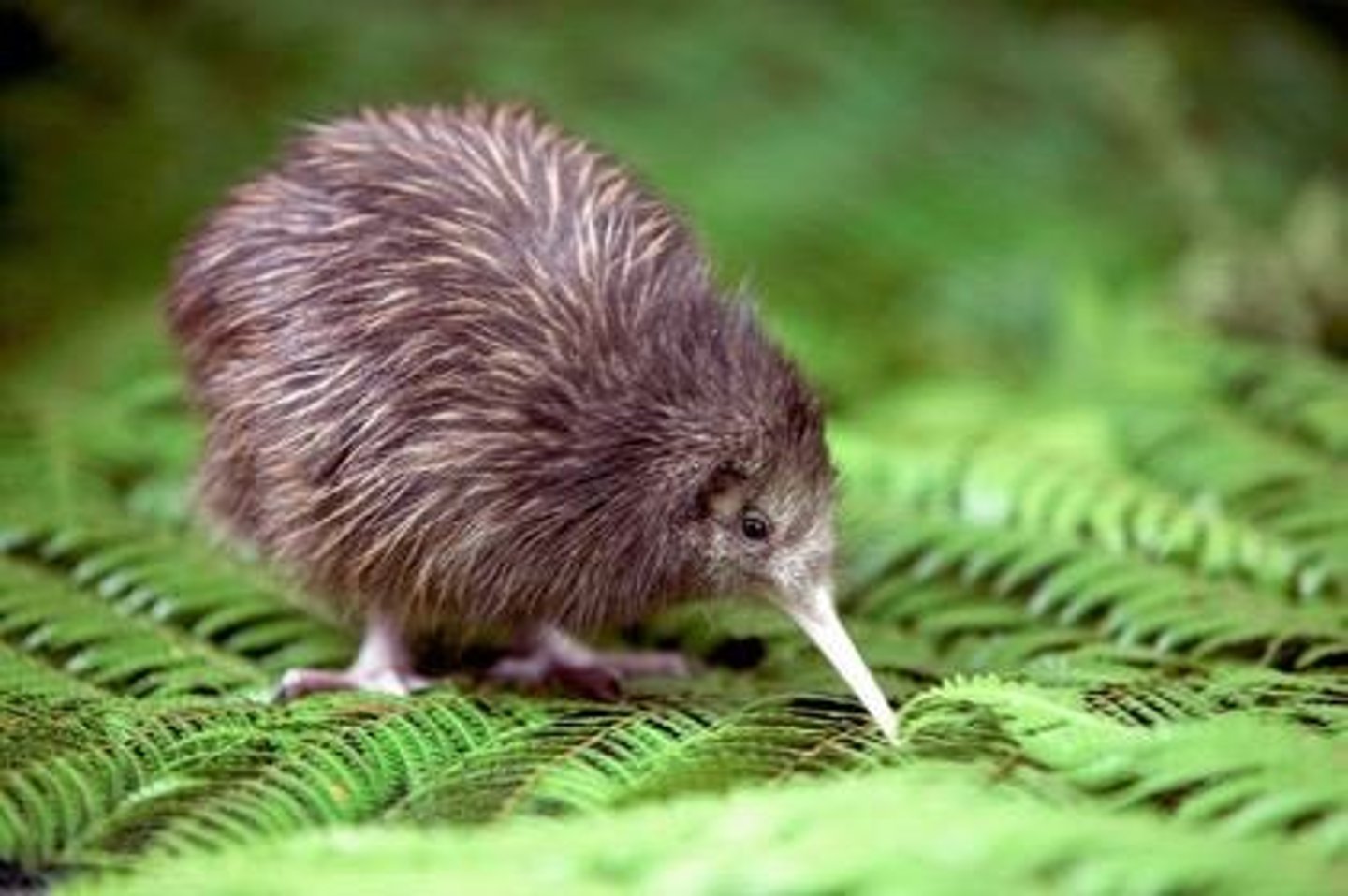 <p>Lays eggs that weigh half of the mother's weight.</p>