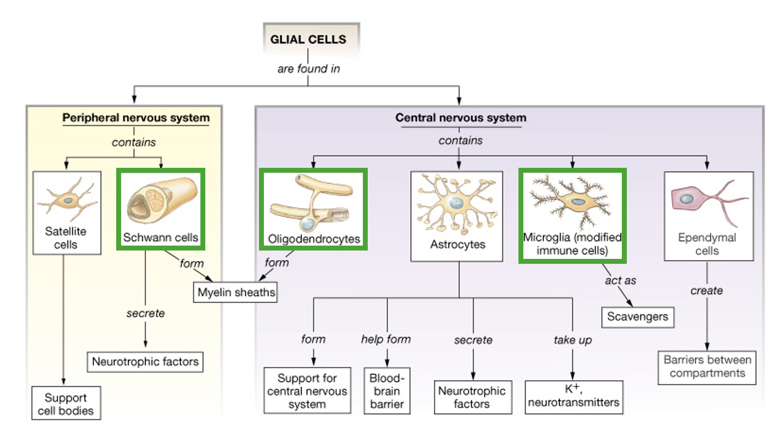 1. Oligodendrocytes
2. microglia 
3. astrocytes
4. ependymal cells 