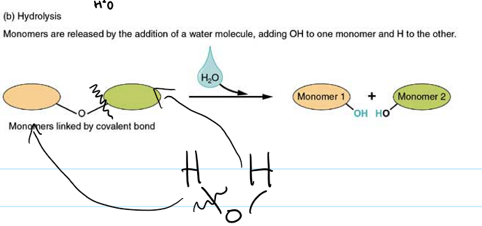 <p>hydrolysis</p>