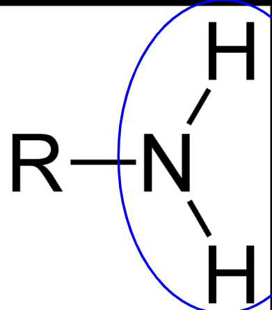 NH2
gives molecules a slightly positive charge 