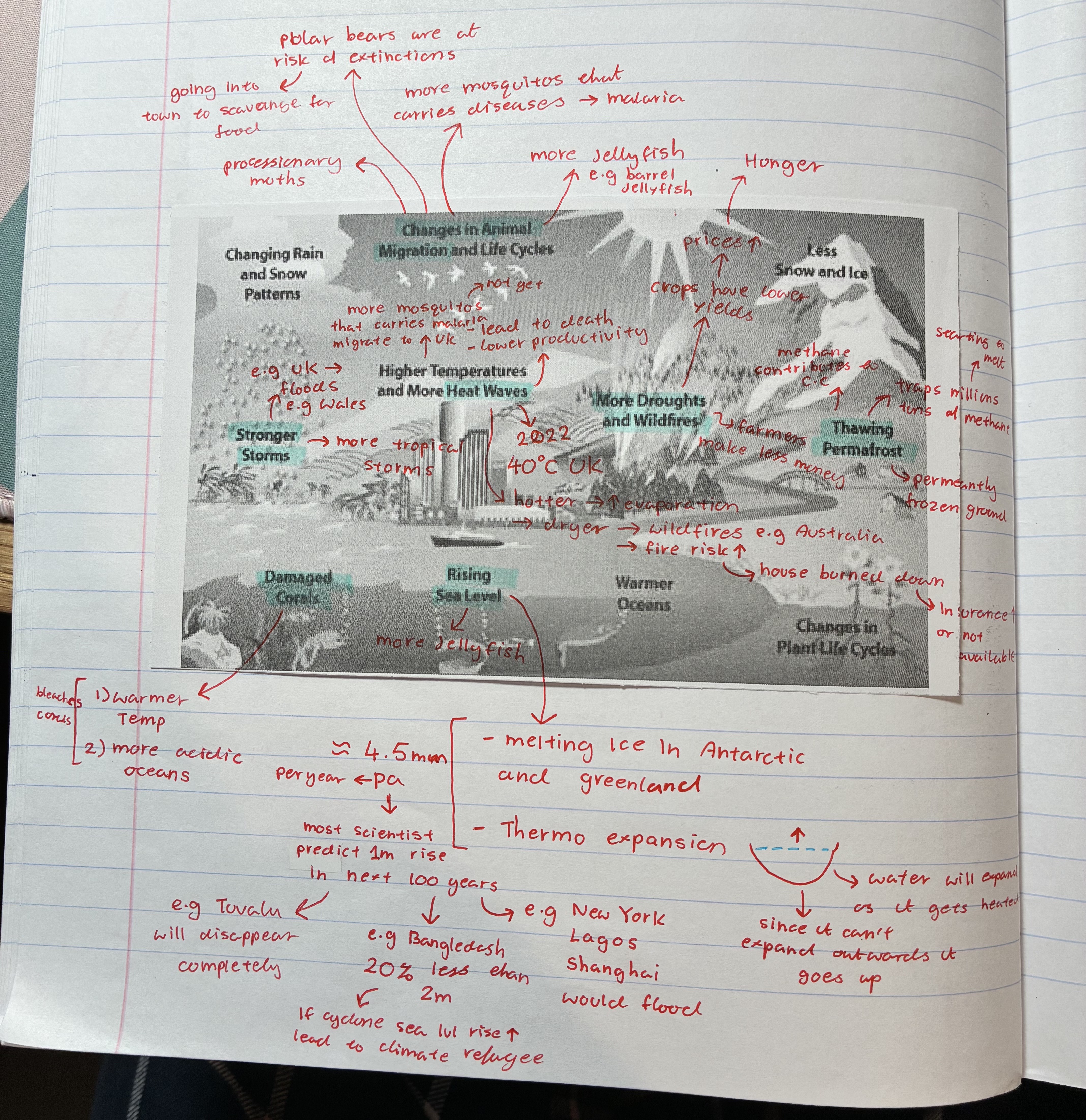 <ul><li><p>changes in animal migrations</p></li><li><p>heatwaves</p></li><li><p>stronger storms</p></li><li><p>thawing permafrost</p></li><li><p>rising sea levels</p></li><li><p>damaged corals </p></li><li><p>more droughts + wildfires</p></li></ul><p></p>